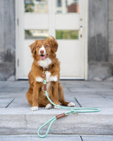 Rope Dog Leash - Brass - Mint - 6 Feet