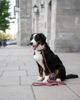 Rope Dog Leash - Brass - Wine - 6 Feet